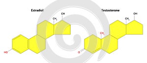 Estradiol and Testosteron: Structural formulas.